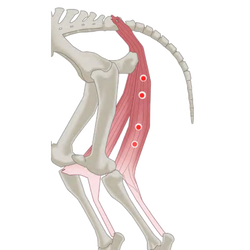 hamstring
