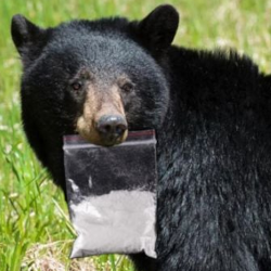 CocaineBear