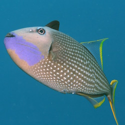 ReefTriggerFish