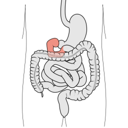 duodenum