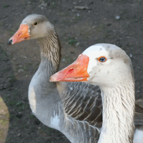 geese