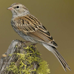 sparrow
