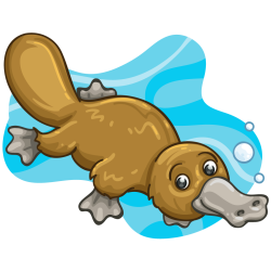 platypus
